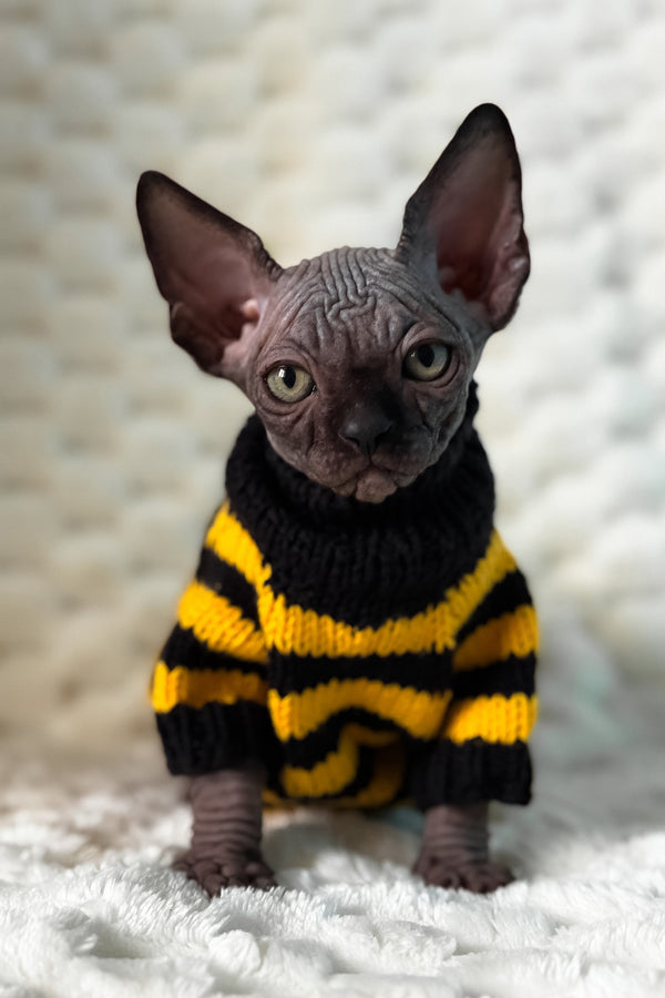 Umber | Canadian Sphynx Kitten