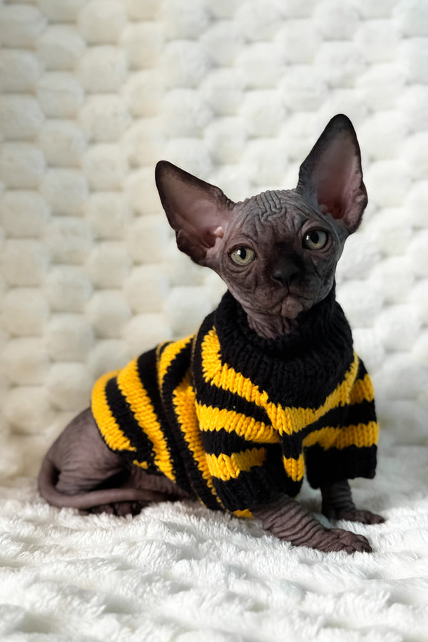 Umber | Canadian Sphynx Kitten