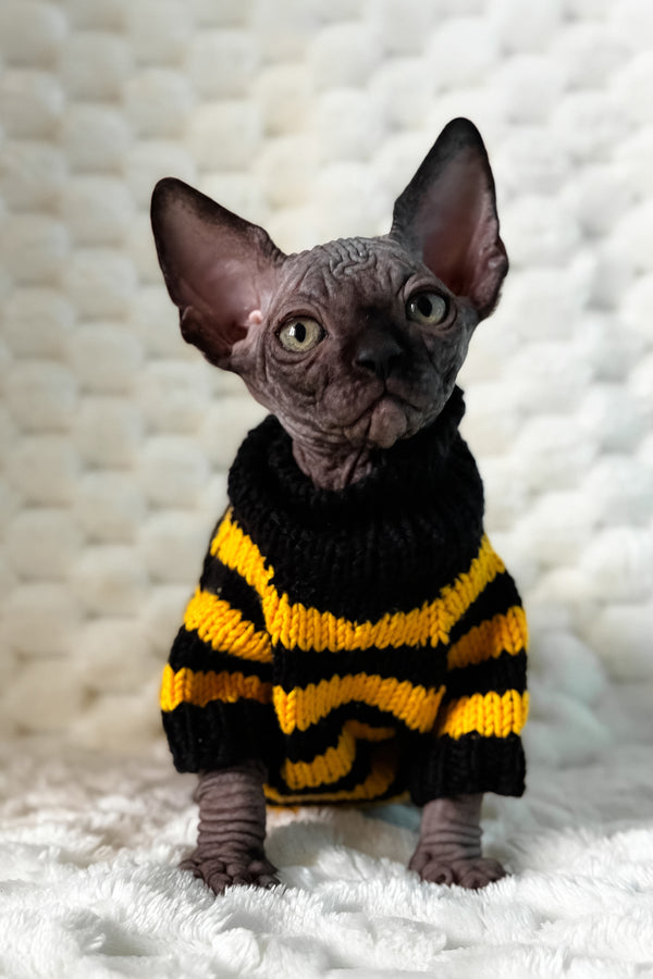 Umber | Canadian Sphynx Kitten