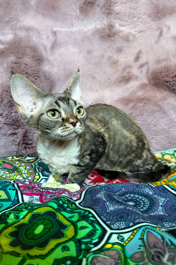 Umi | Devon Rex Kitten