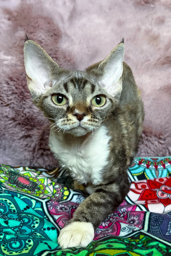 Umi | Devon Rex Kitten
