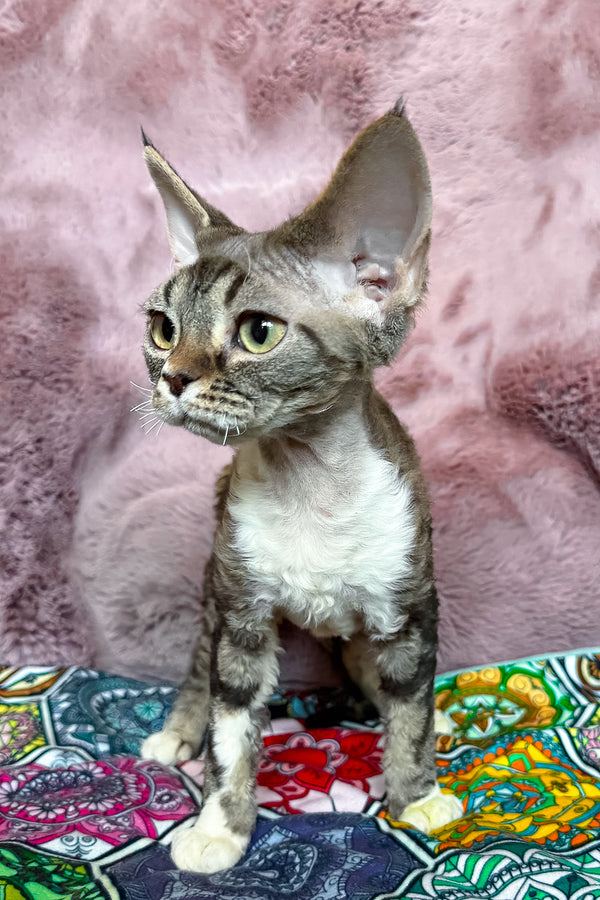 Umi | Devon Rex Kitten