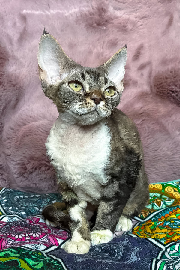Umi | Devon Rex Kitten