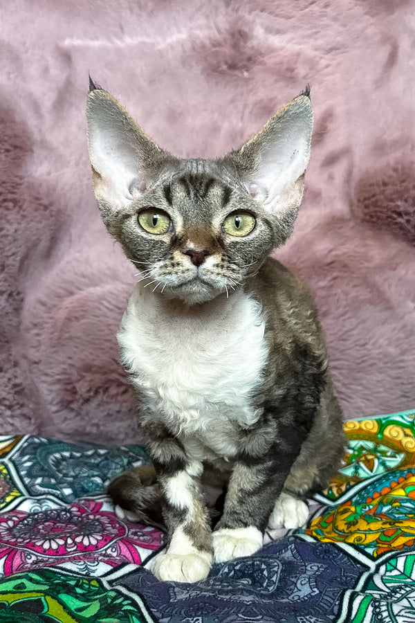 Umi | Devon Rex Kitten