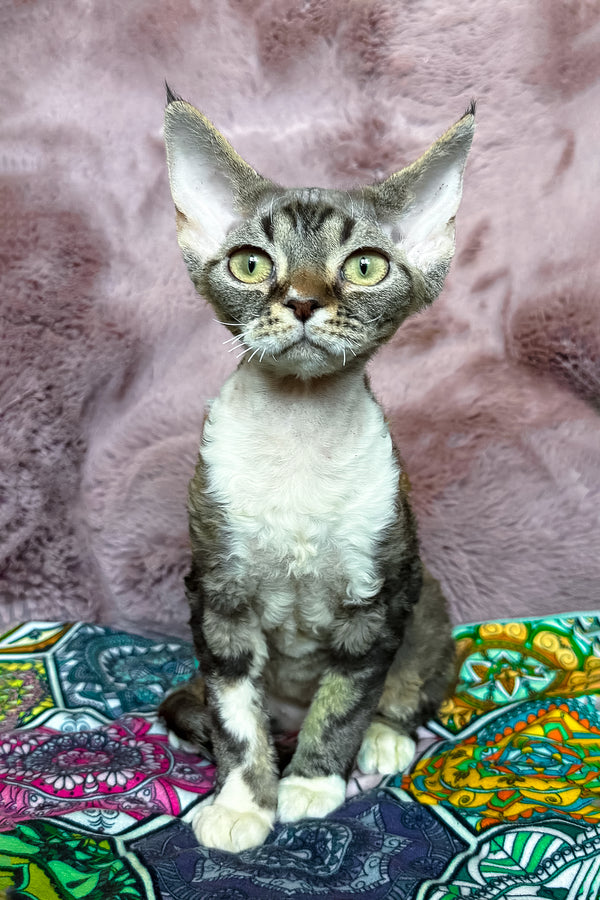 Umi | Devon Rex Kitten