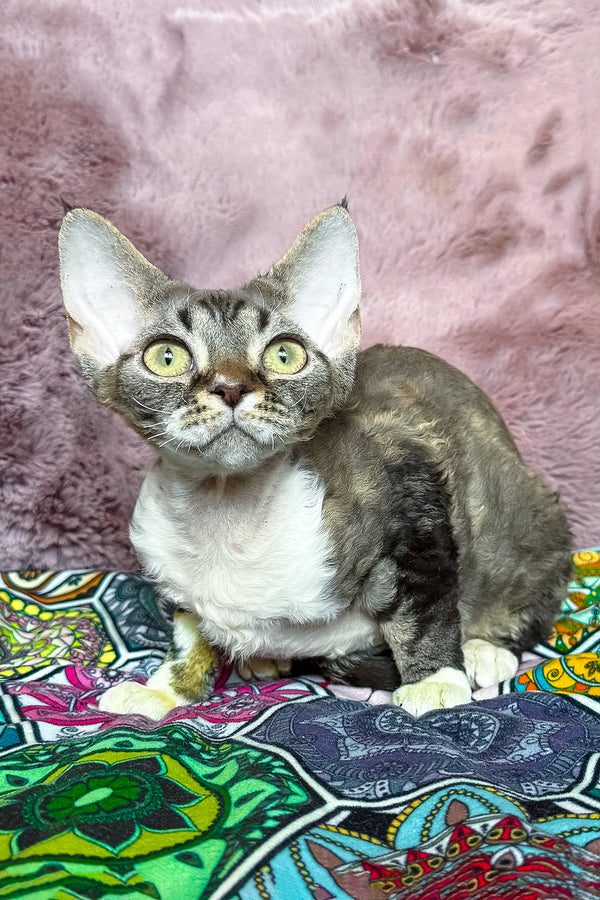 Umi | Devon Rex Kitten