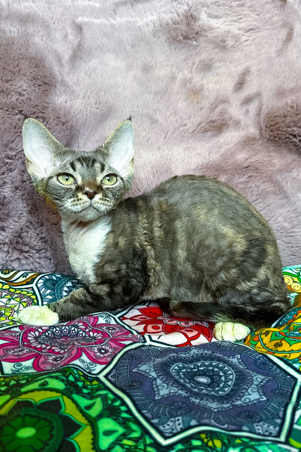 Umi | Devon Rex Kitten