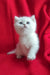 Umi | British Shorthair Kitten