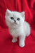 Umi | British Shorthair Kitten