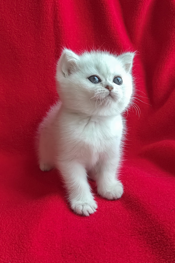 Umi | British Shorthair Kitten