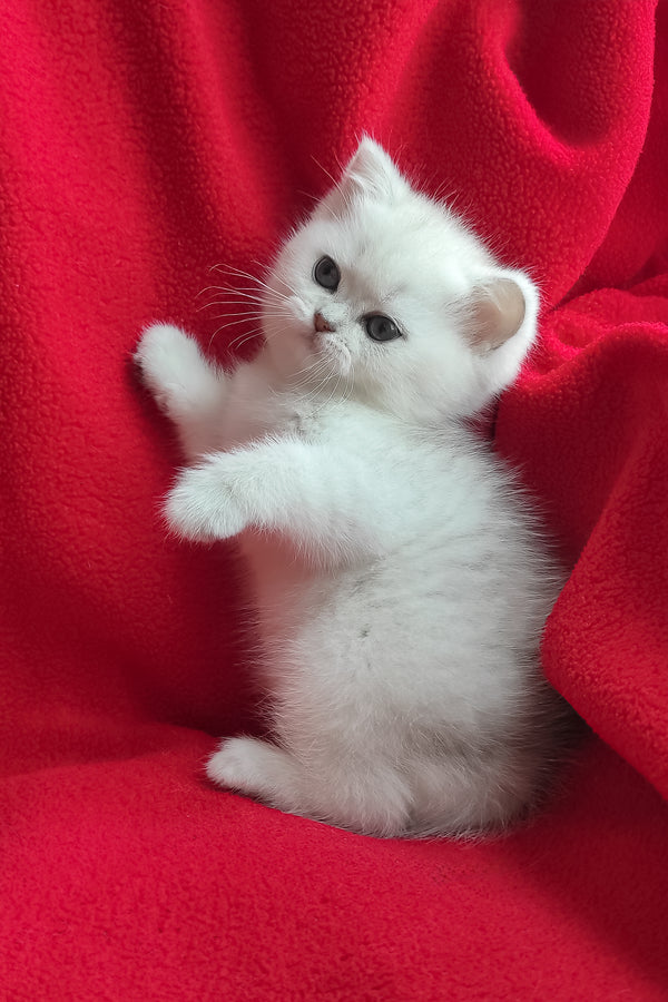 Umi | British Shorthair Kitten