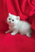 Umi | British Shorthair Kitten