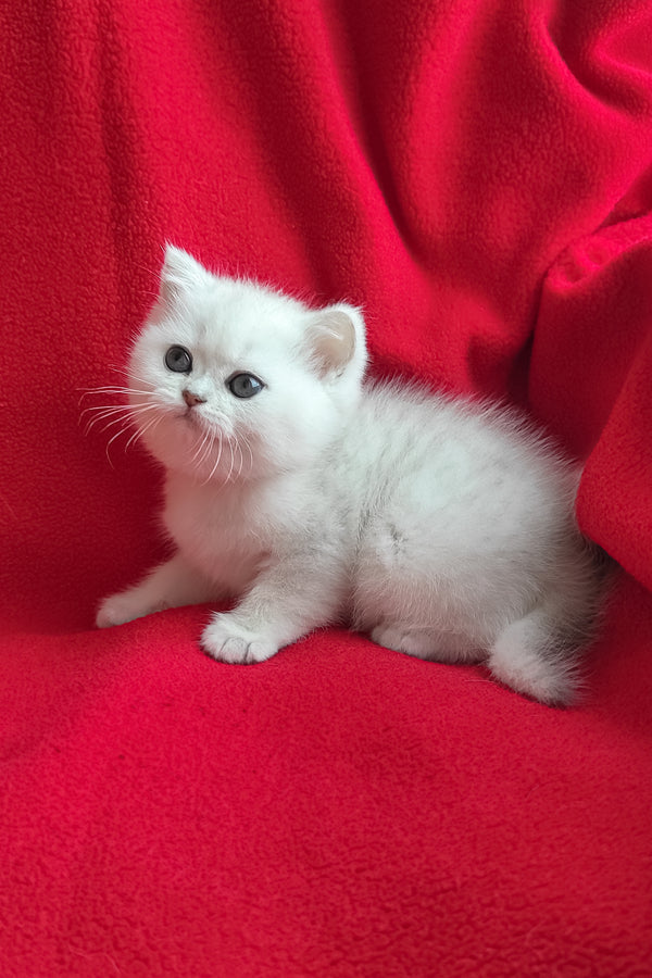 Umi | British Shorthair Kitten