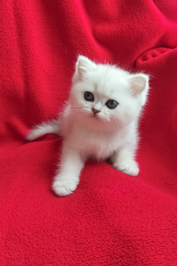 Umi | British Shorthair Kitten