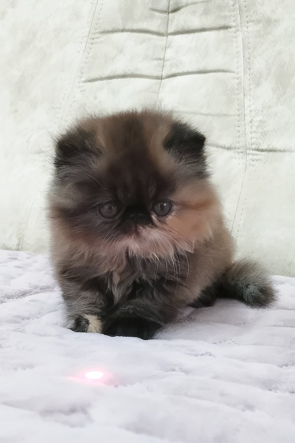 Umka | Persian Kitten