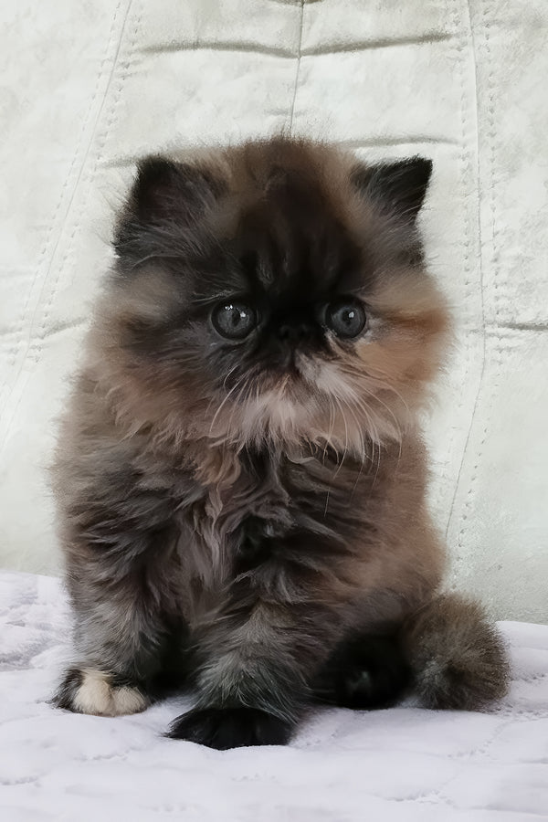 Umka | Persian Kitten