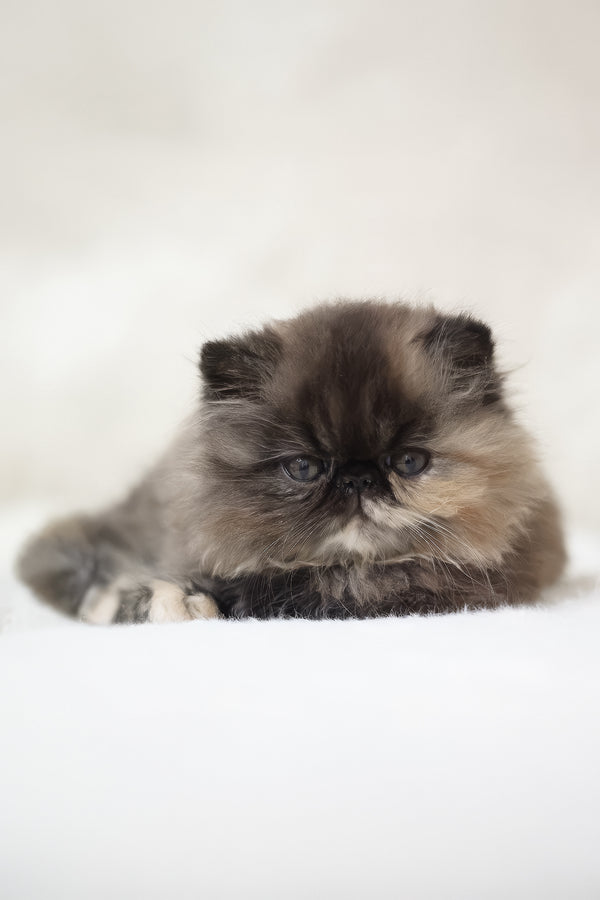 Umka | Persian Kitten