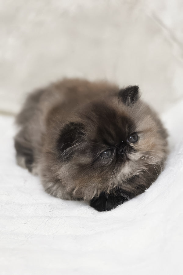 Umka | Persian Kitten
