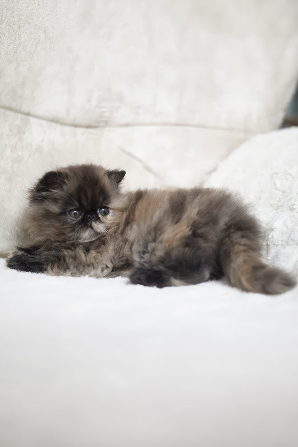 Umka | Persian Kitten