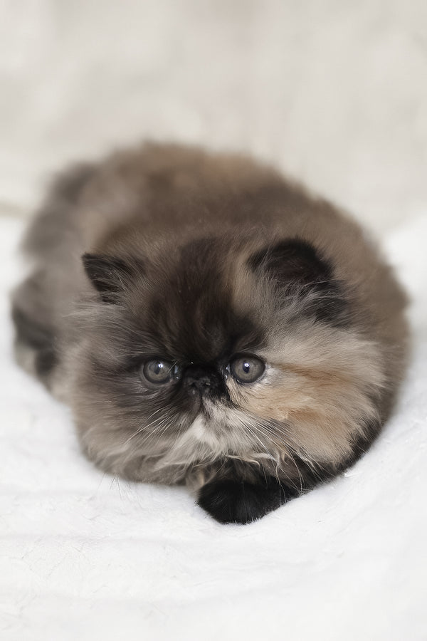 Umka | Persian Kitten