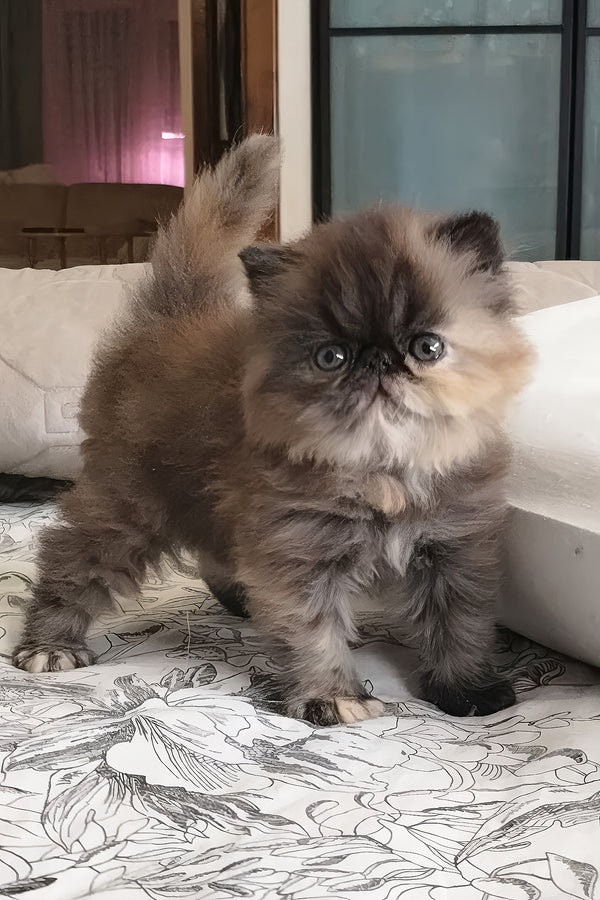 Umka | Persian Kitten