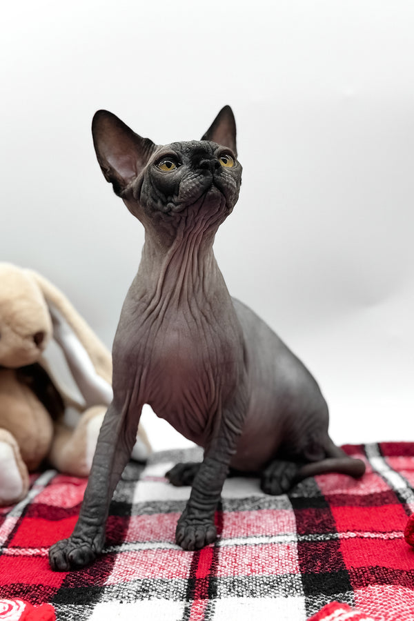 Umka | Canadian Sphynx Kitten