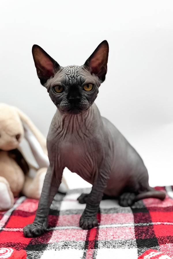 Umka | Canadian Sphynx Kitten