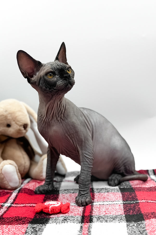 Umka | Canadian Sphynx Kitten