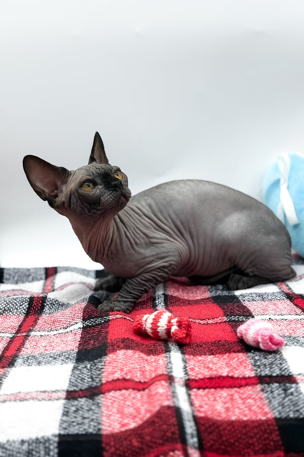 Umka | Canadian Sphynx Kitten