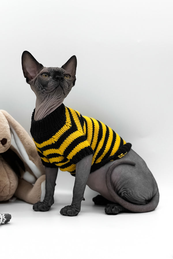 Umka | Canadian Sphynx Kitten