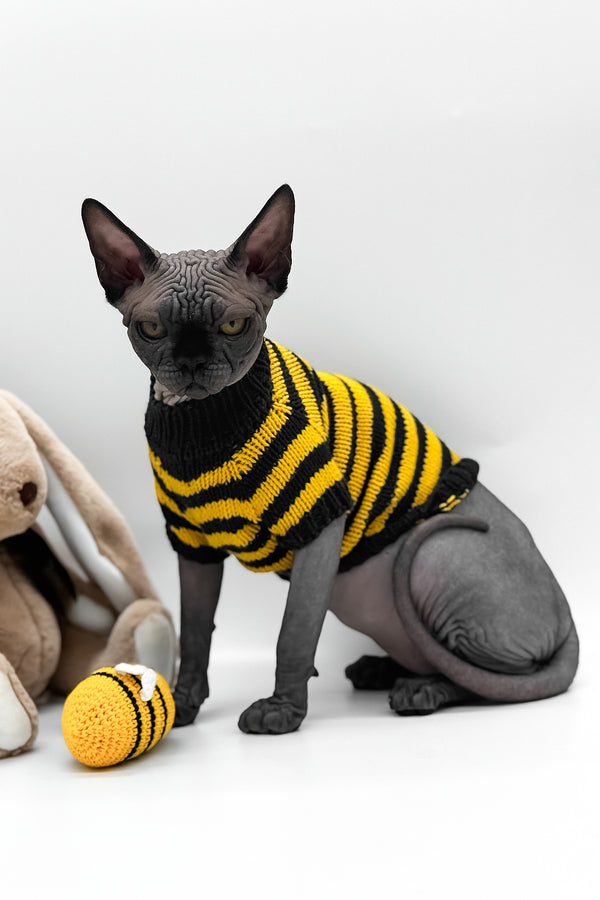 Umka | Canadian Sphynx Kitten