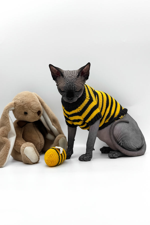 Umka | Canadian Sphynx Kitten