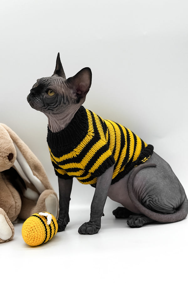 Umka | Canadian Sphynx Kitten