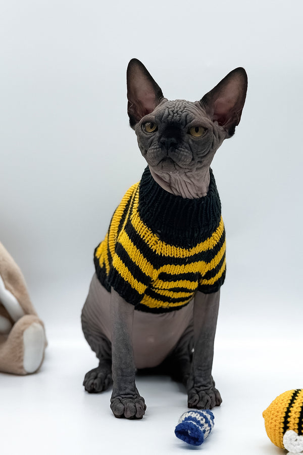 Umka | Canadian Sphynx Kitten