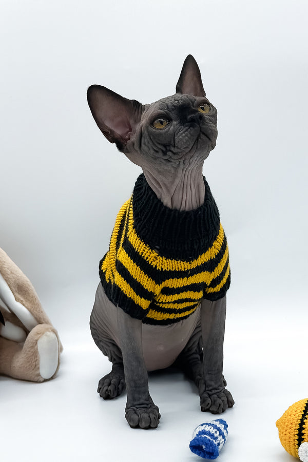 Umka | Canadian Sphynx Kitten