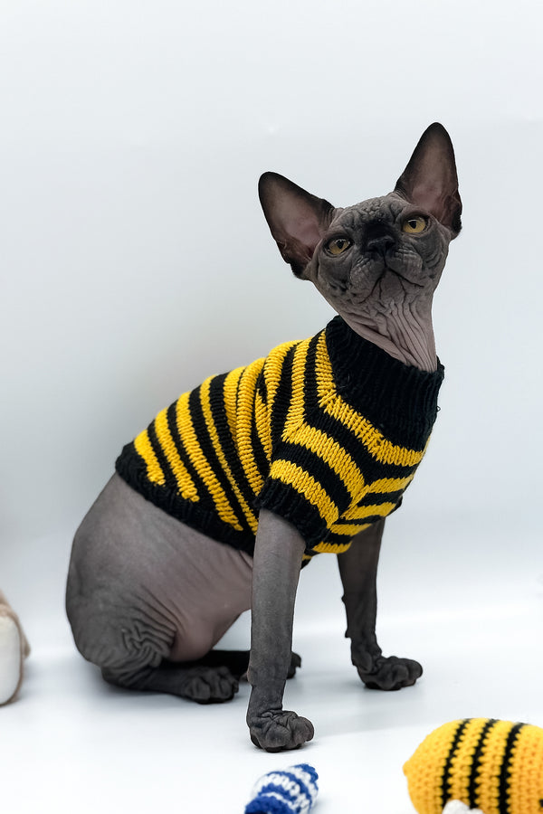 Umka | Canadian Sphynx Kitten