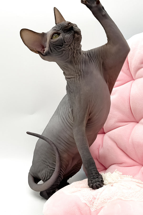 Undine | Canadian Sphynx Kitten