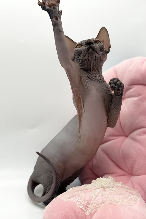 Undine | Canadian Sphynx Kitten