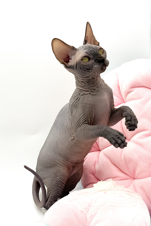 Undine | Canadian Sphynx Kitten