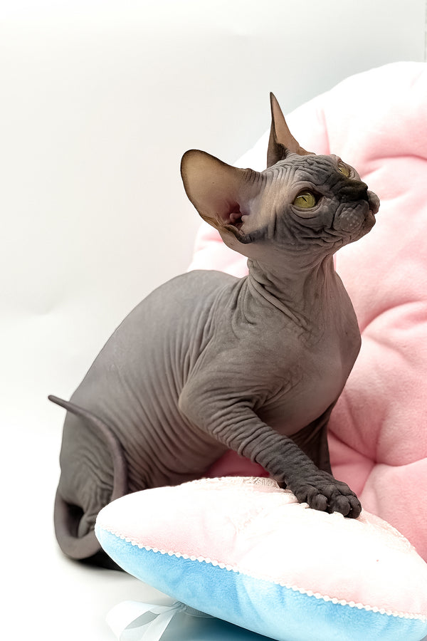 Undine | Canadian Sphynx Kitten
