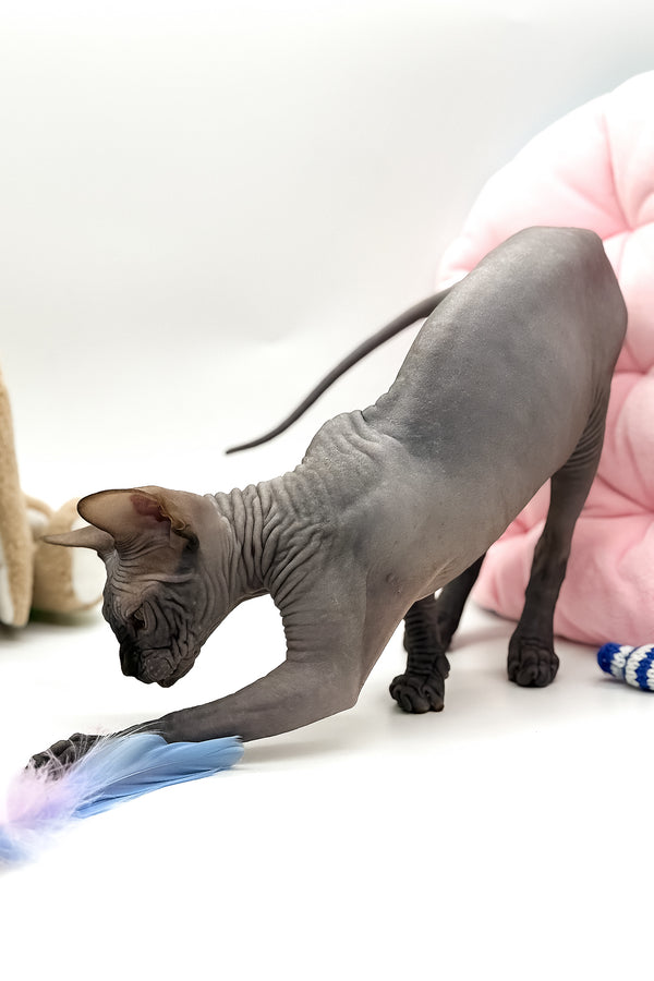 Undine | Canadian Sphynx Kitten