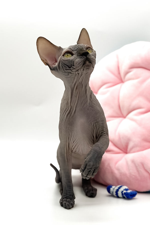 Undine | Canadian Sphynx Kitten