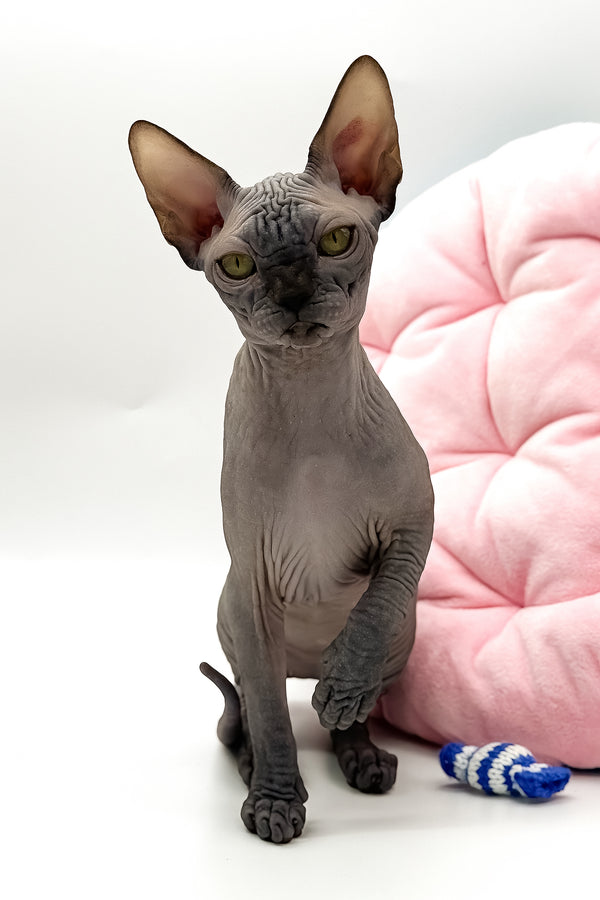Undine | Canadian Sphynx Kitten