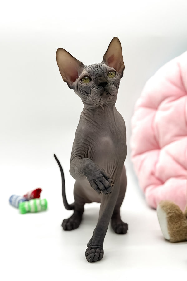 Undine | Canadian Sphynx Kitten