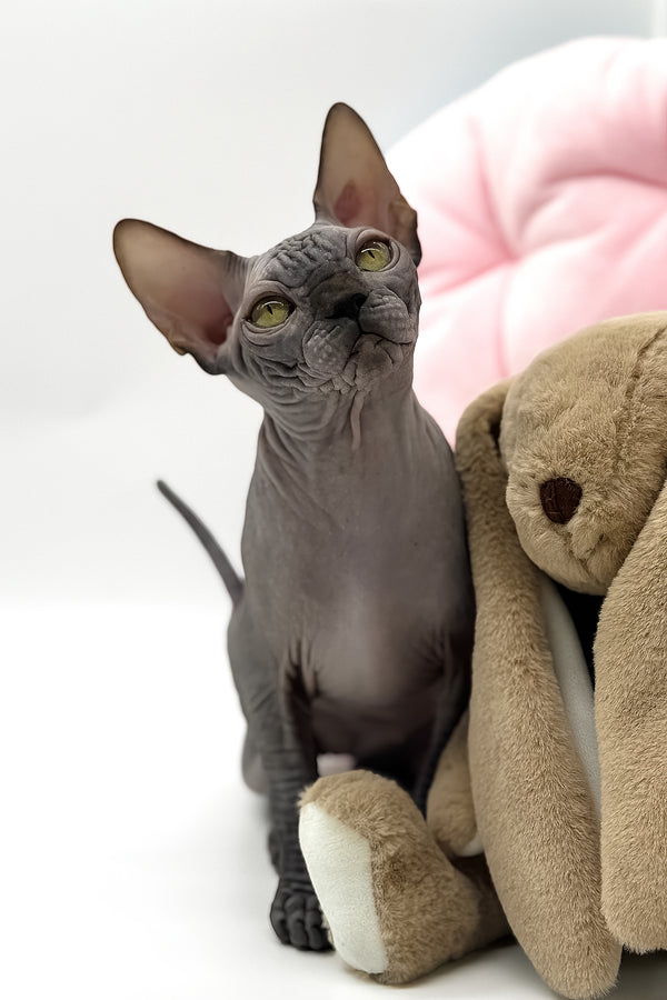 Undine | Canadian Sphynx Kitten