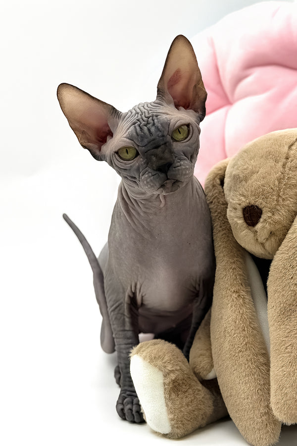 Undine | Canadian Sphynx Kitten