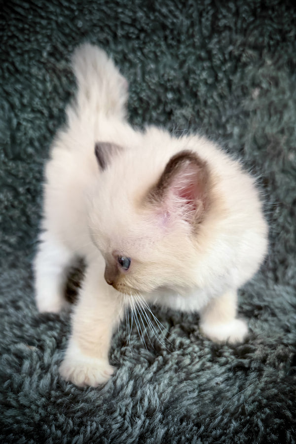 Uni | Cherubim Ragdoll Kitten