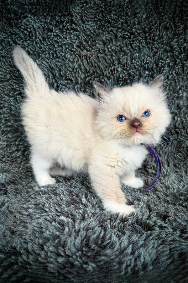 Uni | Cherubim Ragdoll Kitten