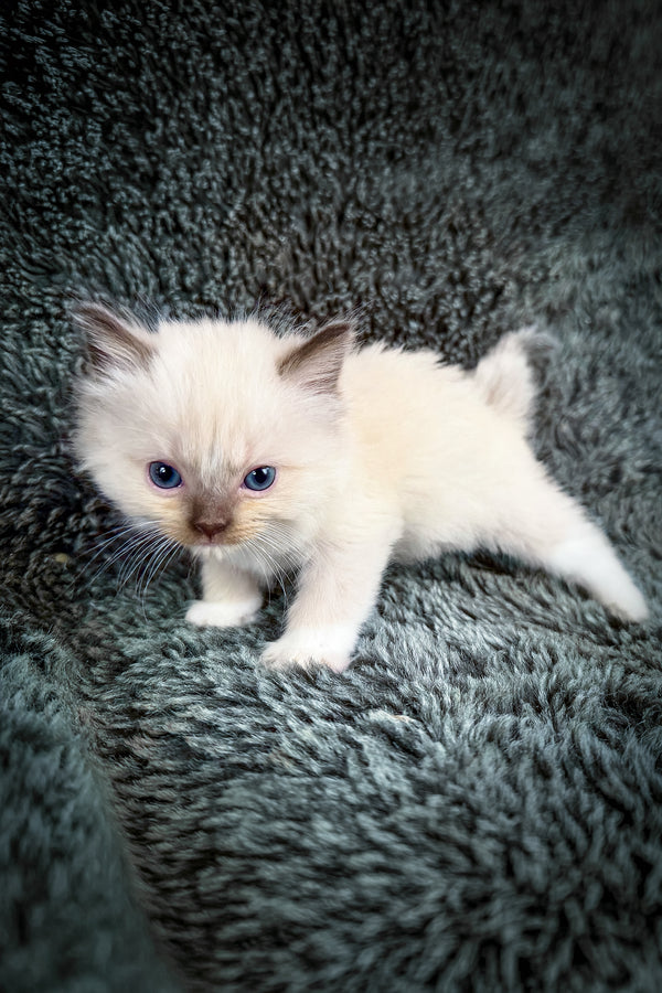Uni | Cherubim Ragdoll Kitten