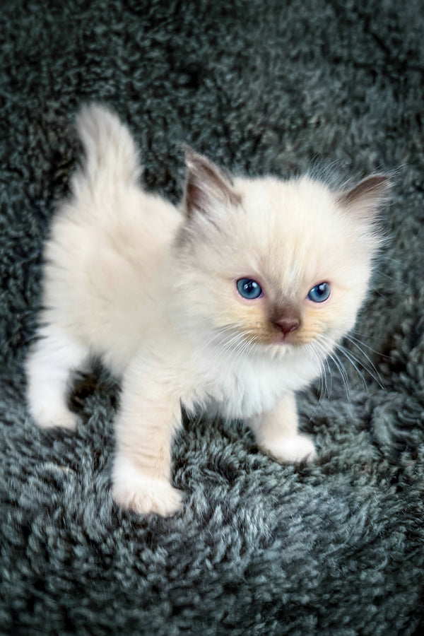 Uni | Cherubim Ragdoll Kitten